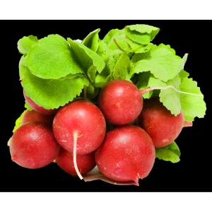 Fresh Produce - Bunched Red Radishes
