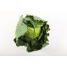 Fresh Produce - Cabbage Savoy