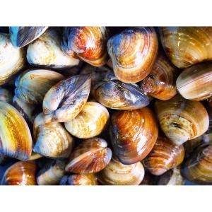 Shellfish - Cherrystone Clams Wild Dozen