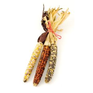 Produce - Corn Indian
