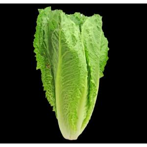 Fresh Produce - Lettuce Romaine