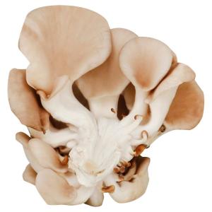 Produce - Mushroom Oyster