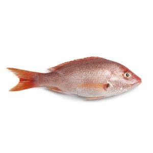 Fish Whole - Red Fish Whole Wild Caught