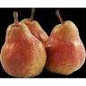 Fresh Produce - Red Pears