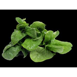 Produce - Spinach