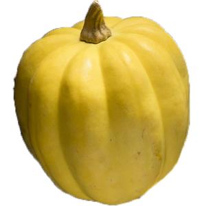 Produce - Squash Acorn Golden